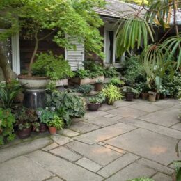 Ferns of the Miller Garden